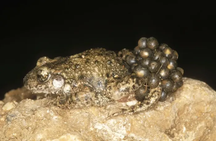 Framed Print : Midwife Toad Framed Print : Midwife Toad
