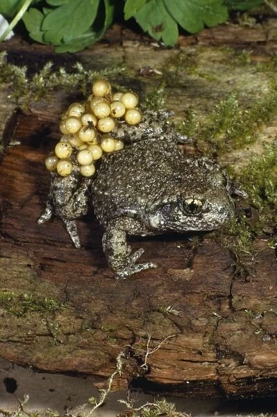 Midwife Toad - with eggs