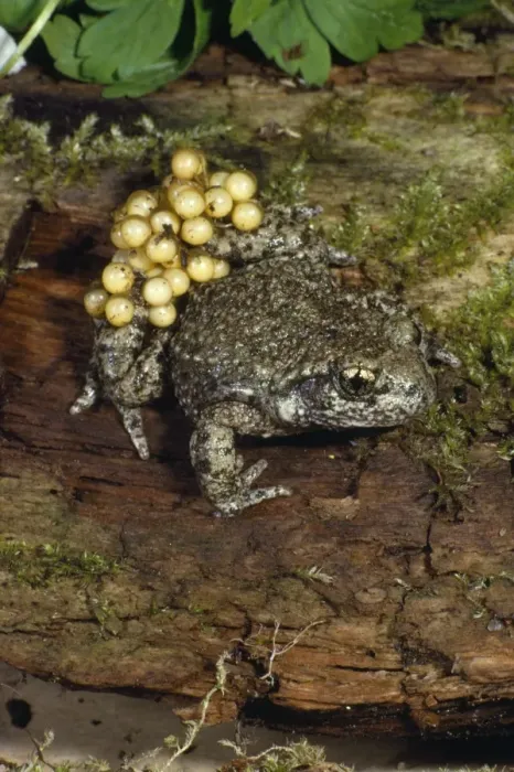 Framed Print : Midwife Toad - with eggs Framed Print : Midwife Toad - with eggs