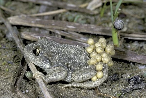 Midwife Toad with eggs - Switzerland