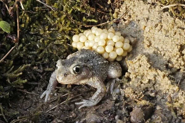 Midwife Toad - male carrying eggs on back. Vaucluse - France