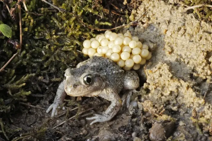 Framed Print : Midwife Toad - male carrying eggs on back. Vaucluse - France Framed Print : Midwife Toad - male carrying eggs on back. Vaucluse - France