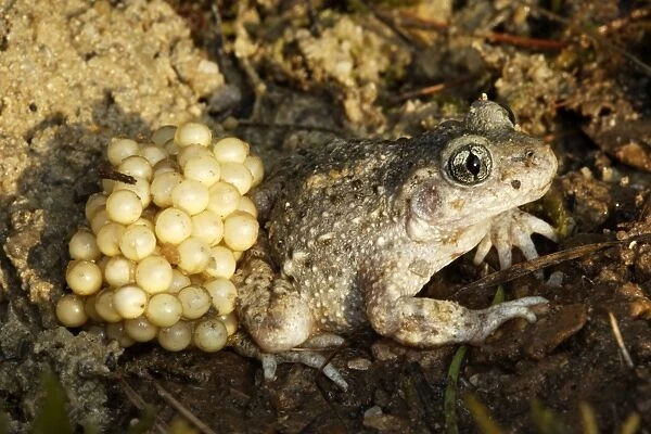 Midwife Toad - male carrying eggs on back. Vaucluse - France