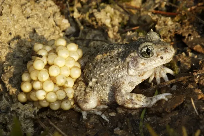 Framed Print : Midwife Toad - male carrying eggs on back. Vaucluse - France Framed Print : Midwife Toad - male carrying eggs on back. Vaucluse - France