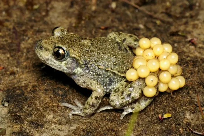 Framed Print : Midwife Toad - male with eggs - Switzerland Framed Print : Midwife Toad - male with eggs - Switzerland