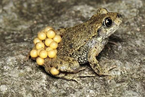 Midwife Toad - male with eggs - Switzerland