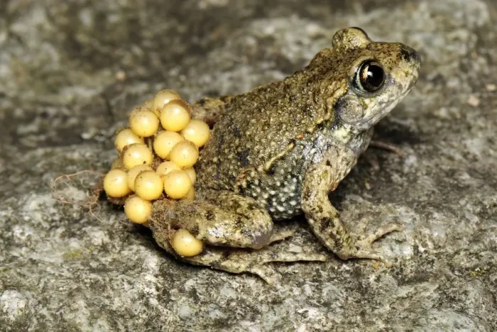 Framed Print : Midwife Toad - male with eggs - Switzerland Framed Print : Midwife Toad - male with eggs - Switzerland