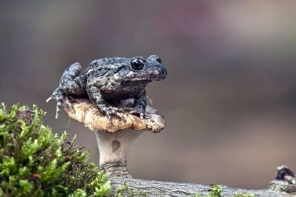 Midwife Toad - sitting on toadstool - taken under controled conditions - Lincolnshire - UK