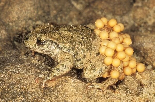 Midwife Toad USH 331 Male carrying spawn Alytes obstetricans © Duncan Usher  /  ardea. com