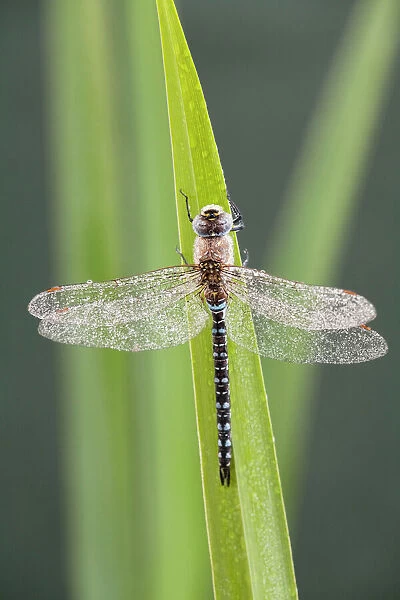 Migrant Hawker - Dragonfly - male - Cornwall - UK