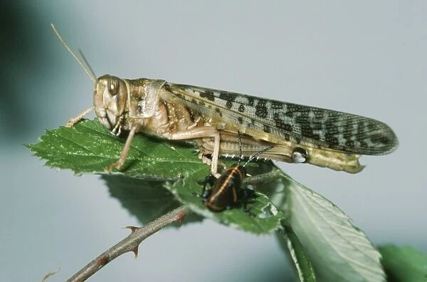 Migratory Locust - adult & nymph Africa
