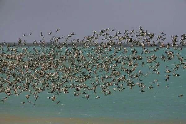 Migratory waders large flock in flight Thousands of waders at Roebuck Bay, near Broome, Western Australia