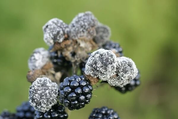 Mildew On cluster of blackberries Bedfordshire UK