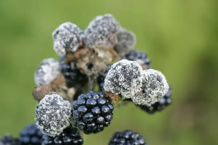 Framed Print : Mildew On cluster of blackberries Bedfordshire UK