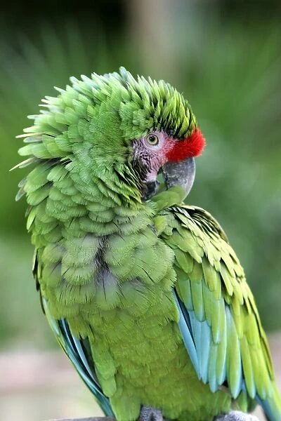 Military Green Macaw