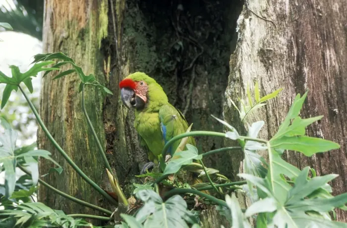 Framed Print : Military Macaw Perched in tree Framed Print : Military Macaw Perched in tree