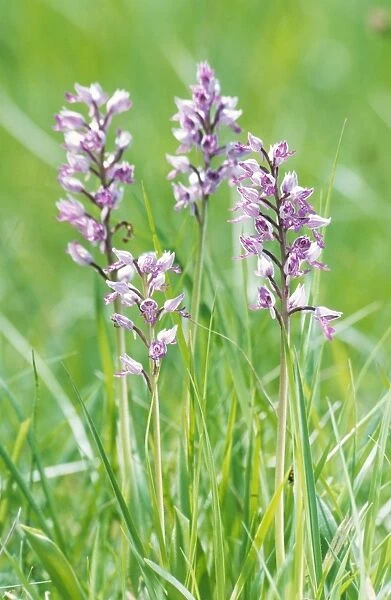 Military Orchid - France