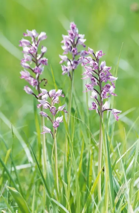Framed Print : Military Orchid - France Framed Print : Military Orchid - France
