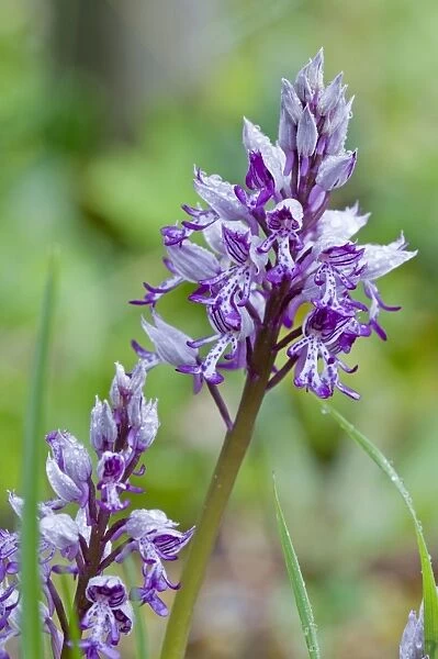 Military Orchid - Rex Graham Reserve - Suffolk - England