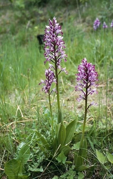 Military  /  Soldier Orchid - rare in UK. UK