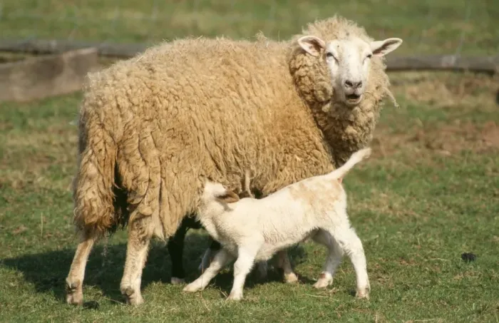Framed Print : Milk Sheep - Ewe with lamb suckling. X breed from East Friesan sheep Framed Print : Milk Sheep - Ewe with lamb suckling. X breed from East Friesan sheep