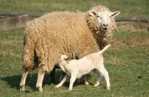 Milk Sheep - Ewe with lamb suckling. X breed from East Friesan sheep
