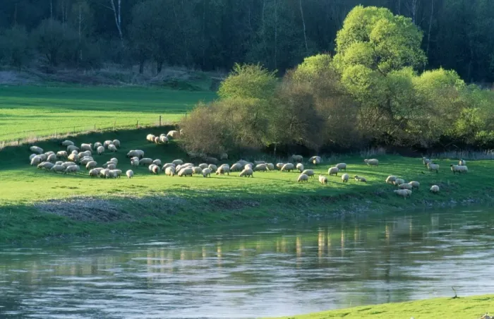 Framed Print : Milk Sheep - flock grazing on river pasture in spring Framed Print : Milk Sheep - flock grazing on river pasture in spring