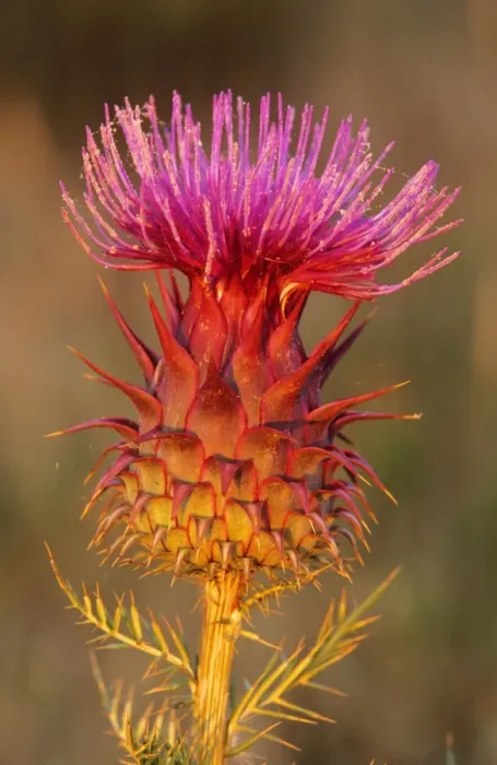 Framed Print : Milk Thistle - flowering Portugal Framed Print : Milk Thistle - flowering Portugal