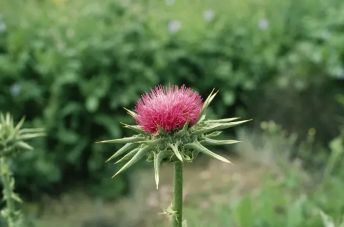 Framed Print : Milk Thistle RW 658 Silybum marianum © Richard Waller / ARDEA LONDON Framed Print : Milk Thistle RW 658 Silybum marianum © Richard Waller / ARDEA LONDON