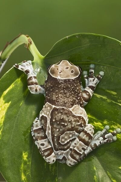 Milky Tree Frog - on leaf 15328