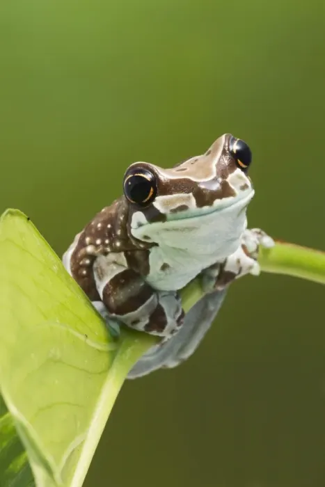 Framed Print : Milky Tree Frog - on leaf 15329 Framed Print : Milky Tree Frog - on leaf 15329