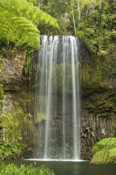 Millaa Millaa Falls - idyllic waterfall plunges into a hugh pool in lush tropical rainforest. The pool is surrounded by tropical vegetation, especially tree fern