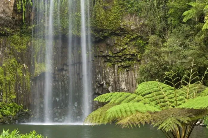 Framed Print : Millaa Millaa Falls - idyllic waterfall plunges into a hugh pool in lush tropical rainforest. The pool is surrounded by tropical vegetation, especially tree fern Framed Print : Millaa Millaa Falls - idyllic waterfall plunges into a hugh pool in lush tropical rainforest. The pool is surrounded by tropical vegetation, especially tree fern