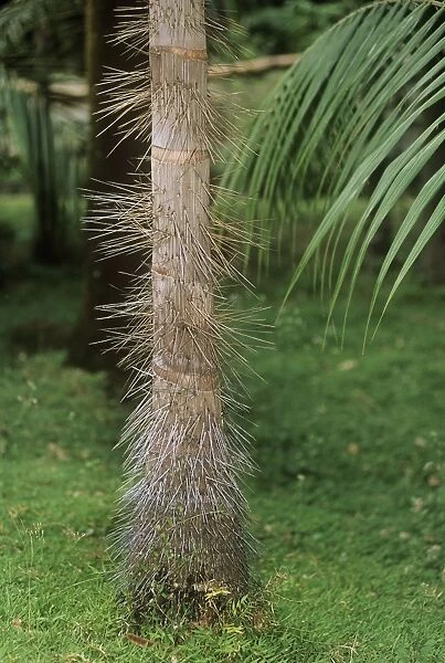 Millionaire's Salad Tree - spines on trunk Also known as: chou palmiste, palmiste, millionaires salad and cabbage palm