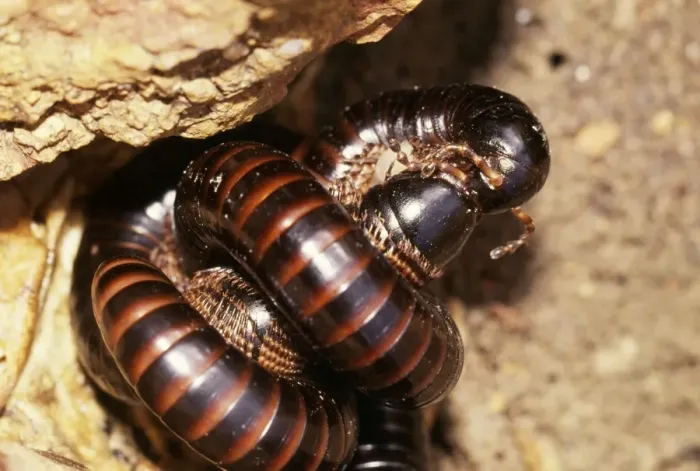 Framed Print : Millipedes - mating Framed Print : Millipedes - mating