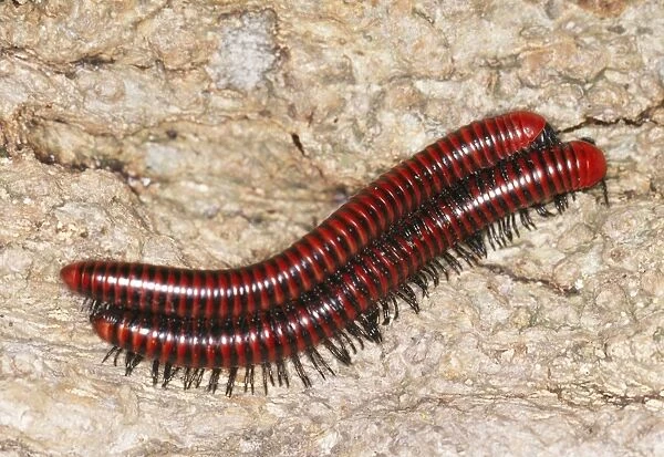 Millipedes - mating