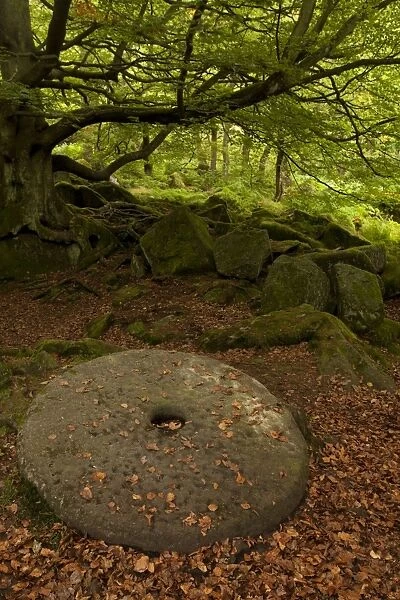 Millstone wheel left lying on the ground in woodland at Padley Gorge - September - Peak District - England