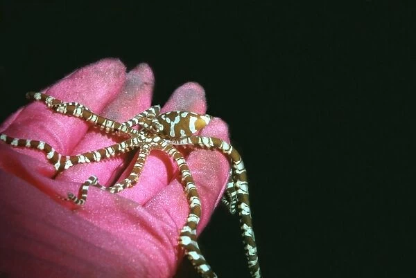 Mimic Octopus - Found in sandy areas, Ability to change shape and mimic other sand dwelling creatures Milne Bay. Papua New Guinea