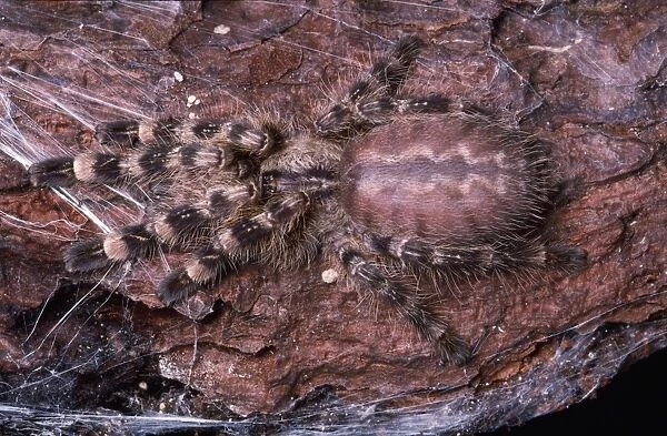 Mimic Spider - Sri Lanka
