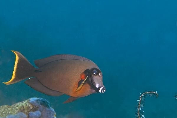 Mimic Surgeonfish - Bali - Indonesia
