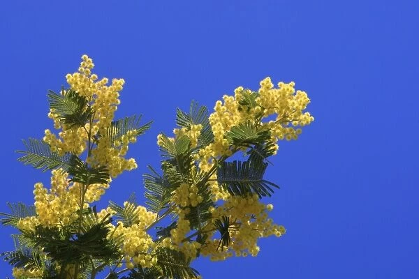 Mimosa - flowers. France