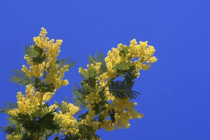 Framed Print : Mimosa - flowers. France Framed Print : Mimosa - flowers. France