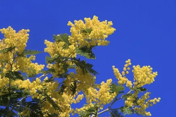 Mimosa - flowers. France