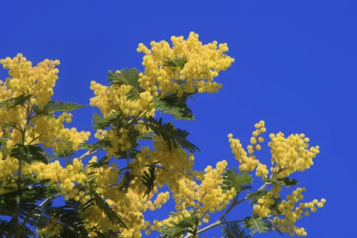 Framed Print : Mimosa - flowers. France Framed Print : Mimosa - flowers. France