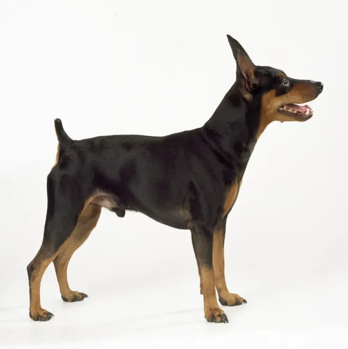 Framed Print : Minature Pinscher Framed Print : Minature Pinscher