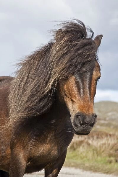 Minature Wild Pony - Close up of head - South Uist - Outer Hebrides - Scotland
