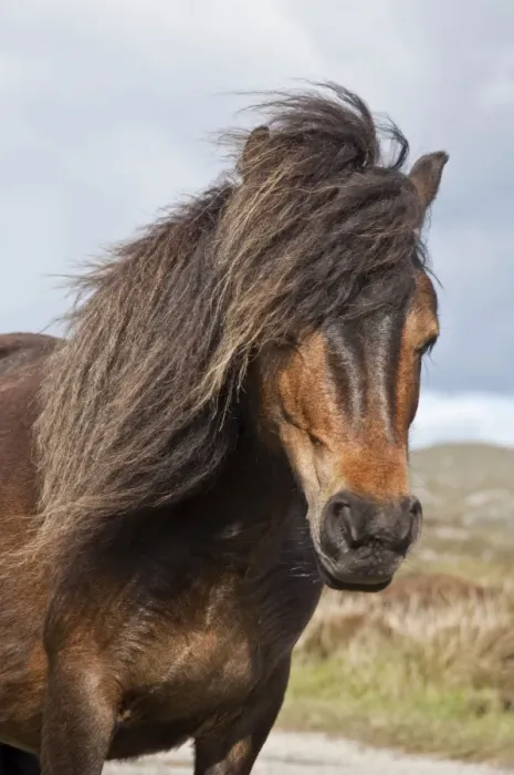 Framed Print : Minature Wild Pony - Close up of head - South Uist - Outer Hebrides - Scotland Framed Print : Minature Wild Pony - Close up of head - South Uist - Outer Hebrides - Scotland