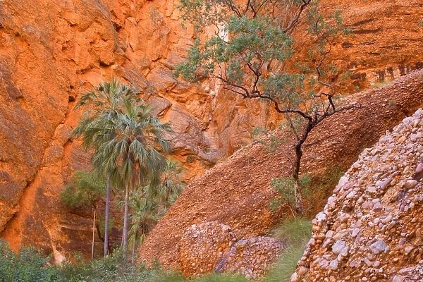 Mini Palms Gorge - livistonia palms growing on the rocky floor and slopes of Mini Palms Gorge. The red walls, which reflect the sunlight, contrast nicely with the green of the palms - Bungle Bungle National Park, Purnululu National Park