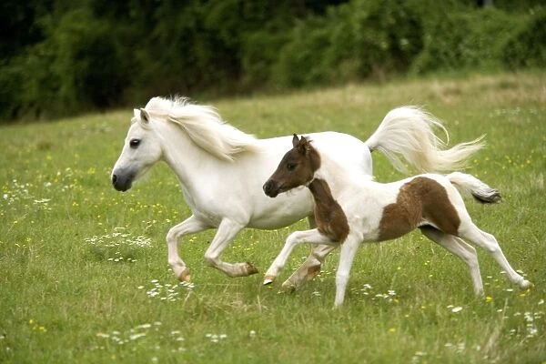 Miniature American Horse - adult and foal cantering