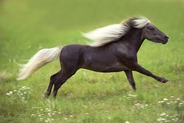 Miniature American Horse - cantering